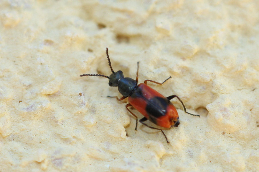 Anthocomus equestris (Malachiidae)